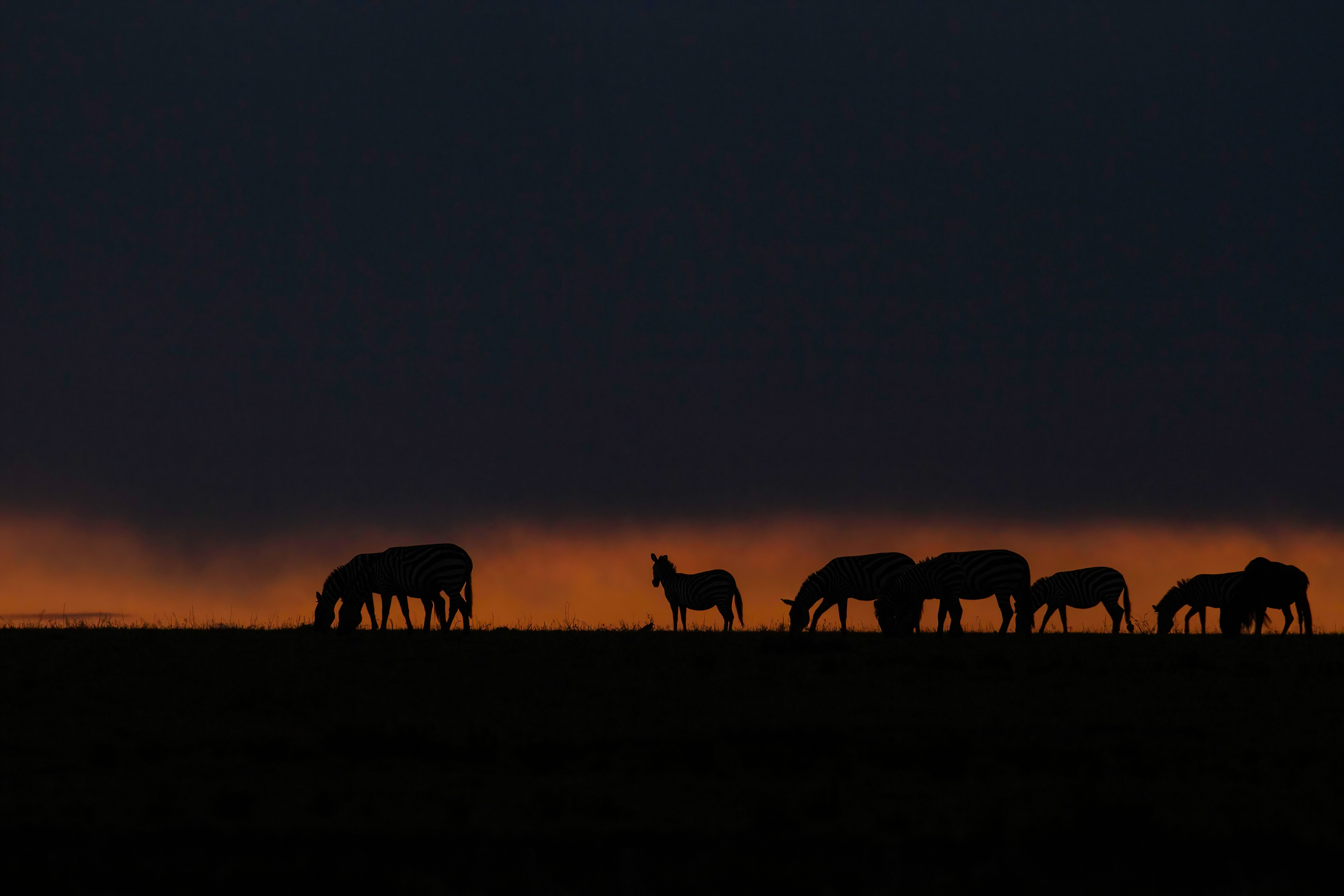Tarangire Elephants